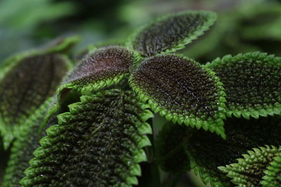 Close-up of fresh green plant