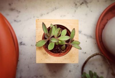 High angle view of potted plant on table