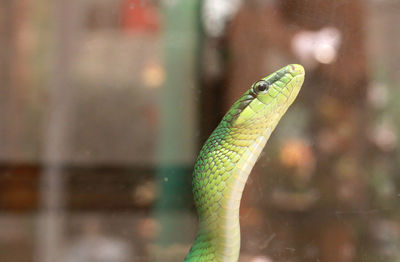 Close-up of lizard