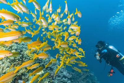 Diver checking out a shoal of yellow snapper at the great barrier reef