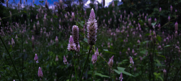 Close-up of fresh purple flowers in field