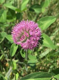 Close-up of pink flower