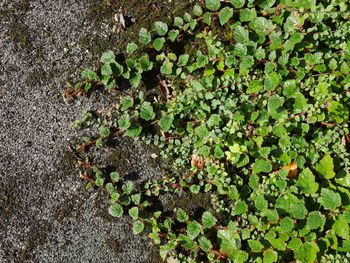Close-up of ivy on tree