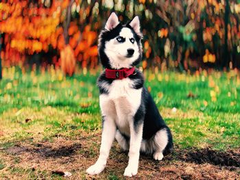 Portrait of a dog on field