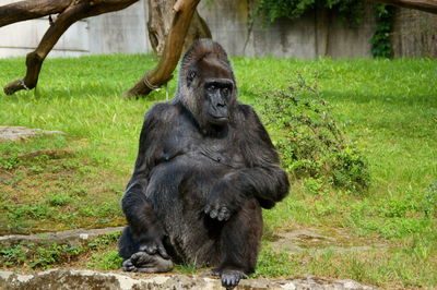 Close-up of monkey sitting on tree