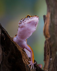 Close-up of lizard on tree trunk