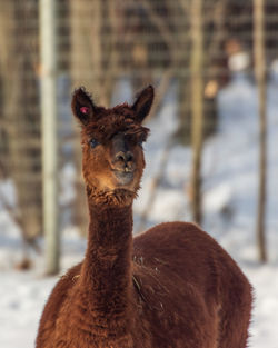 Close-up portrait of a lama