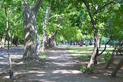 Trees along road