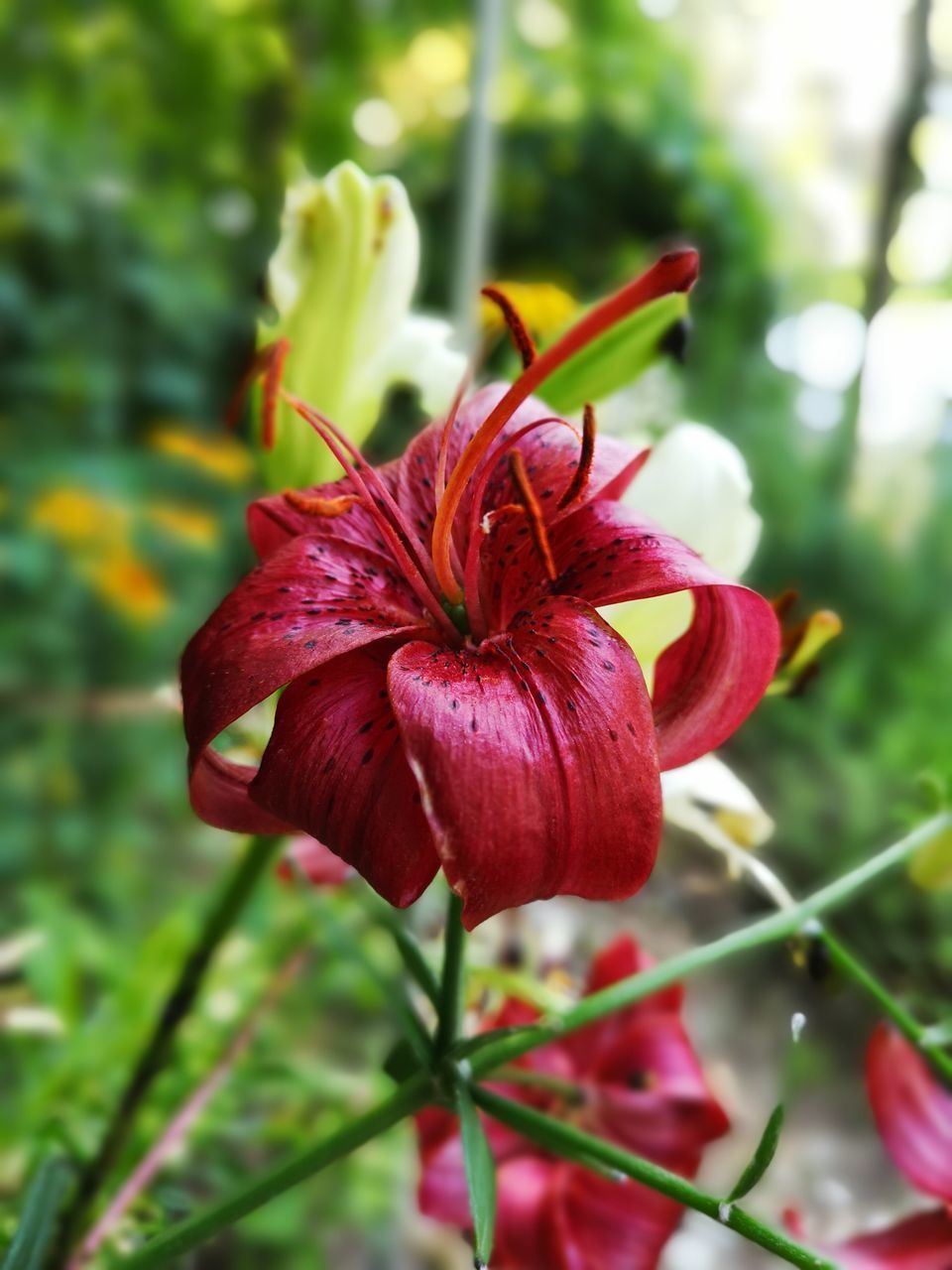 CLOSE-UP OF RED ROSE