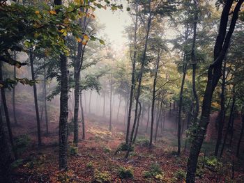 Sunlight streaming through trees in forest