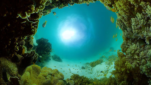 Tropical underwater sea fish. colourful tropical coral reef. scene reef. philippines.