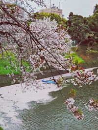 View of plants in water