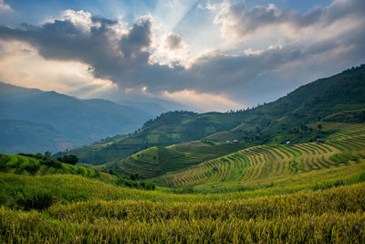 Scenic view of agricultural field against sky