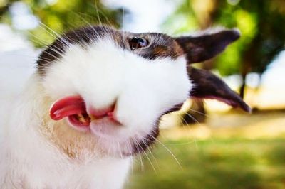 Close-up of a cat