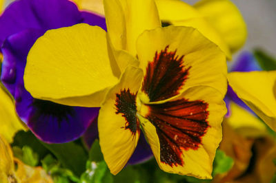 Close-up of yellow flower