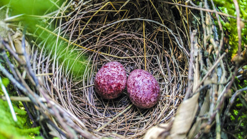 Close-up of colorful eggs in birdsnest 