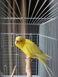 Close-up of budgie in cage the  budgie of my niece which visited us during some days 