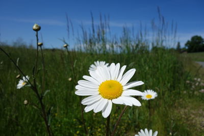 Close-up of white daisy flower on field against clear blue sky