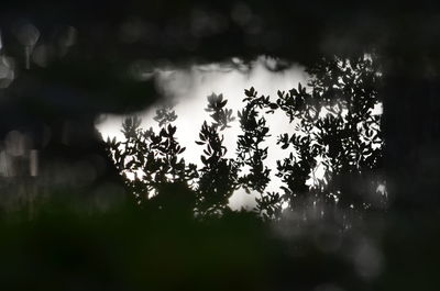 Trees growing against sky