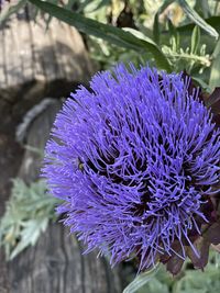 Close-up of purple flowering plant