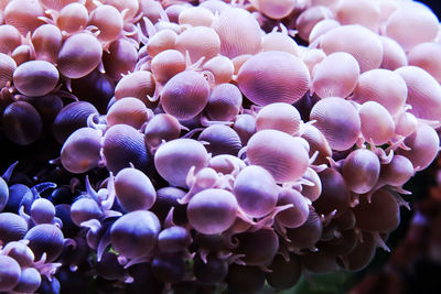 Close-up of coral in sea