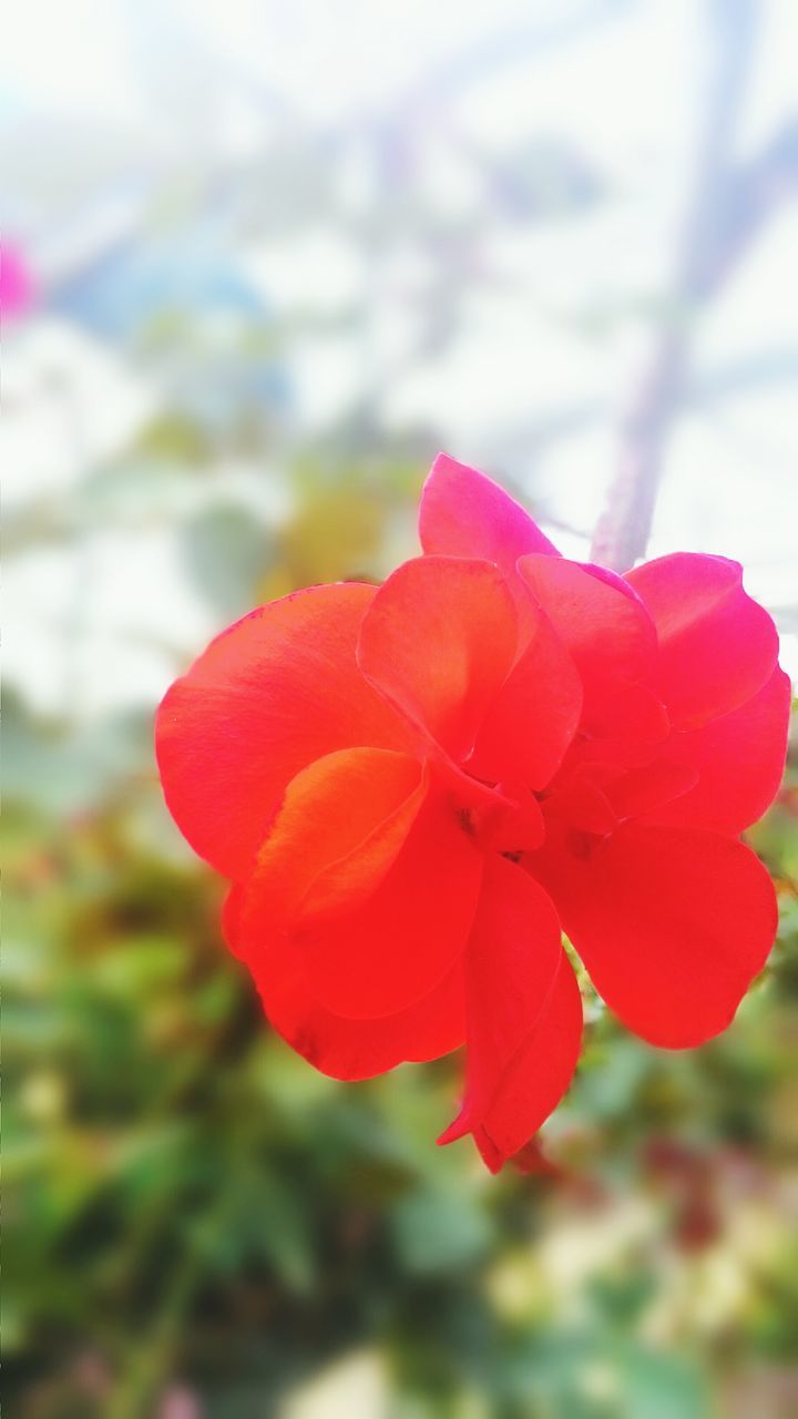 flower, petal, flower head, red, freshness, fragility, focus on foreground, close-up, growth, beauty in nature, blooming, nature, plant, in bloom, single flower, day, selective focus, outdoors, no people, pollen