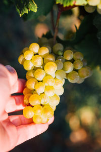 Close-up of hand holding grapes