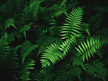 Full frame shot of palm tree