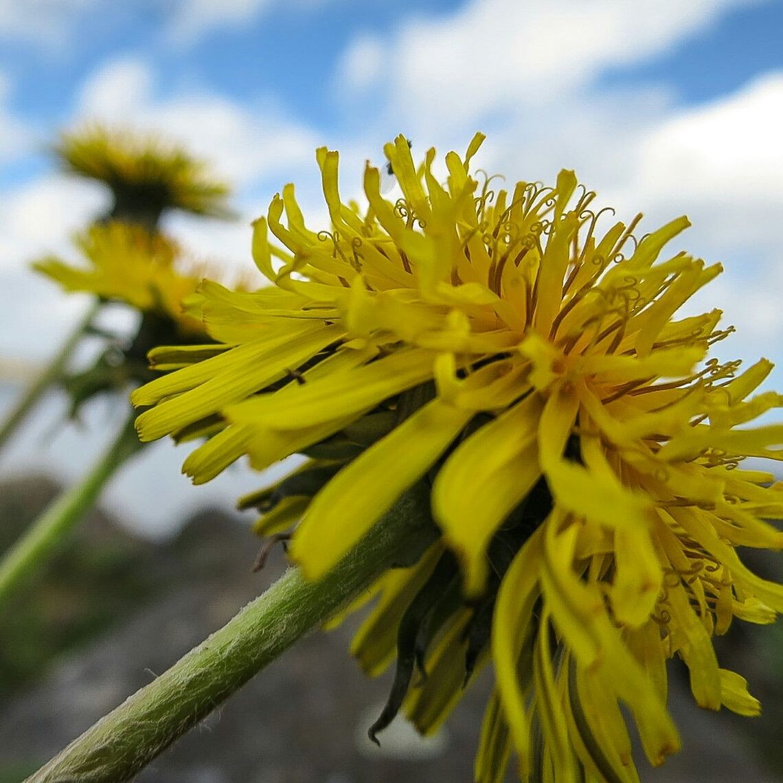 flower, freshness, fragility, yellow, growth, petal, flower head, close-up, beauty in nature, focus on foreground, nature, plant, blooming, single flower, pollen, sky, in bloom, stem, day, outdoors