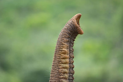 Close-up of elephant trunk