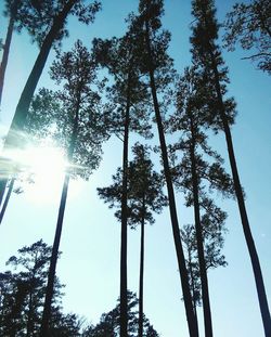 Low angle view of trees in forest against sky