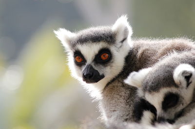 Close-up of lemurs outdoors