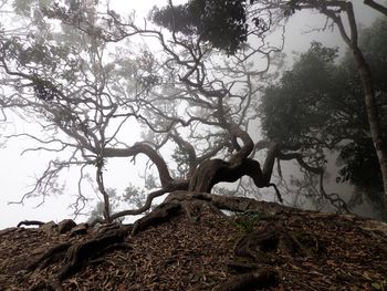 Low angle view of trees against sky