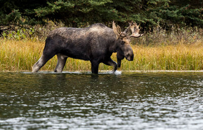 View of elephant in lake