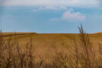 Scenic view of wheat field against clear sky