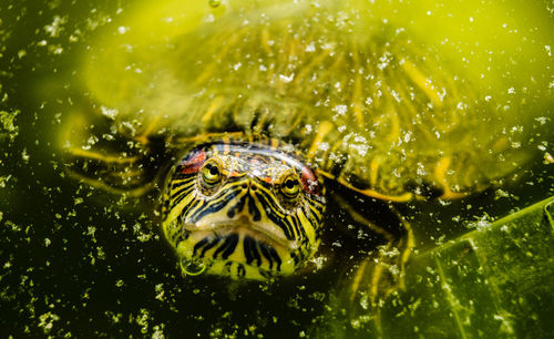 Close-up of turtle swimming in water