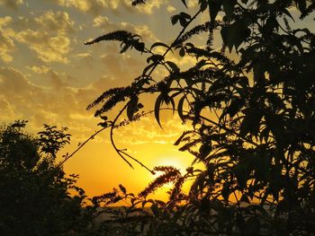 Low angle view of silhouette trees against sky at sunset