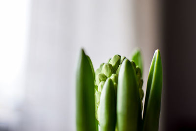 Close-up of fresh green plant