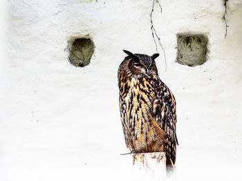 Close-up of bird