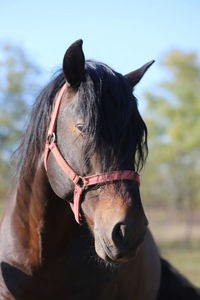 Close-up of horse in ranch