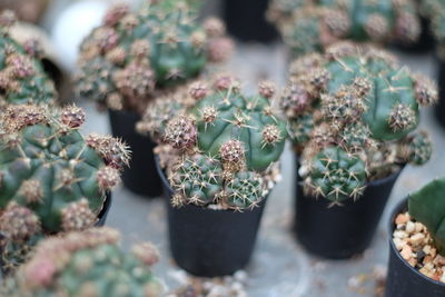 Close-up of potted plant