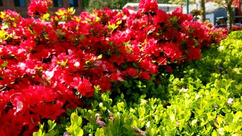 Close-up of red flowering plants