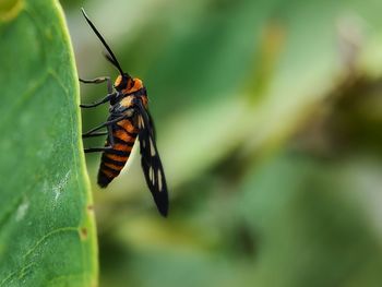 Close-up of butterfly on leaf