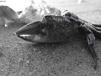 Close-up of dead fish on land