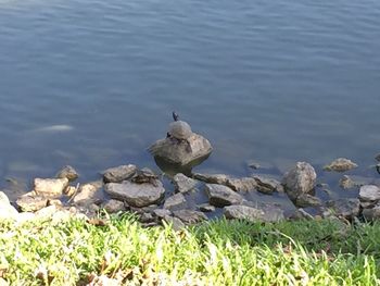 High angle view of birds perching on rock by lake