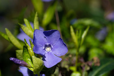 Close-up of purple flowering plant