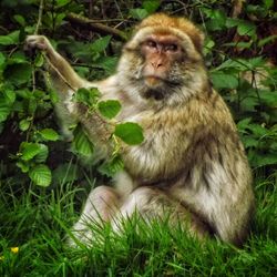 Monkey sitting on grass