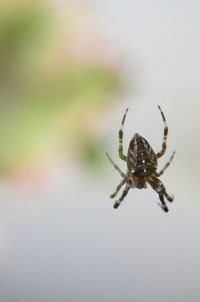 Close-up of spider