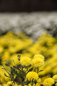 Close-up of yellow flowers blooming outdoors