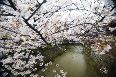 Apple blossoms in spring